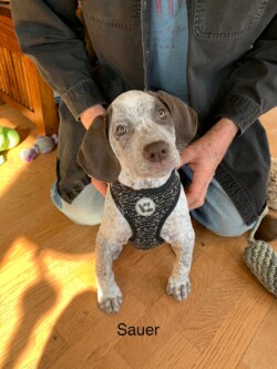 pointer breeder