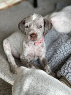 hunting dog breeders