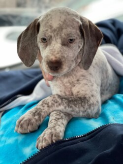 bird dog breeders