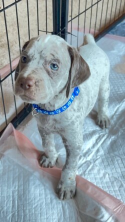 hunting dogs for sale