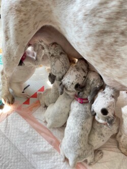gun dog breeders