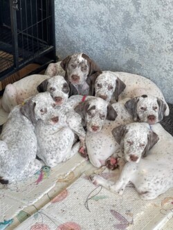 gun dog breeders