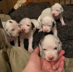 bird dogs for sale