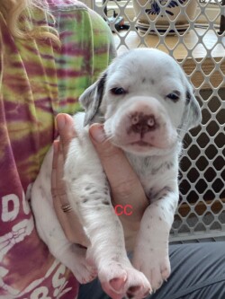 pointing dogs for sale
