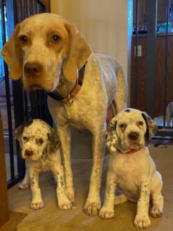 best duck hunting dogs