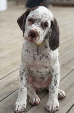 bird dog breeder