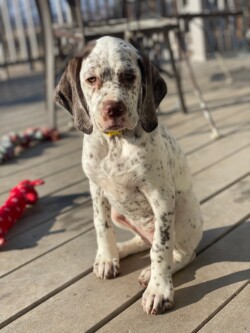 bird dogs for sale