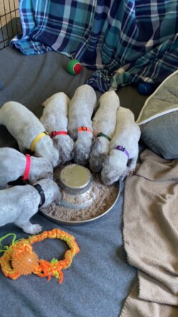 duck hunting dogs for sale