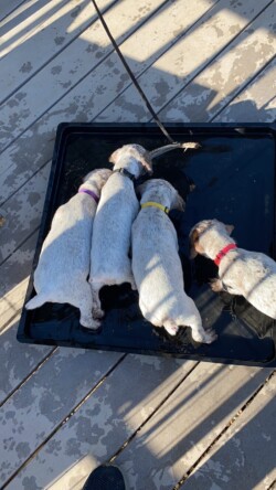 bird dogs for sale near me
