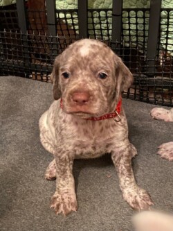 duck hunting dogs for sale