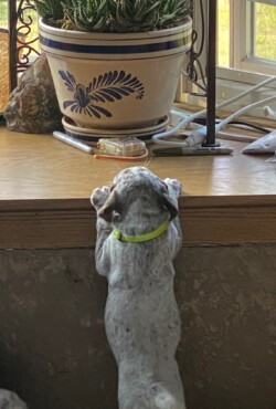 pointer dog breeders