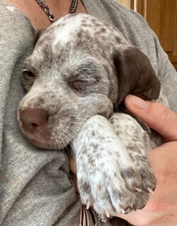 pointer breeders