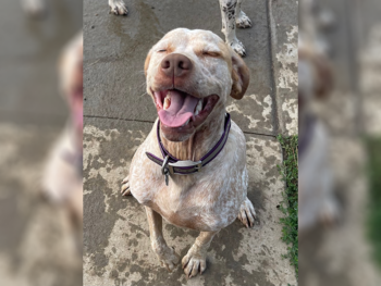 NAVHDA pointer puppies for sale