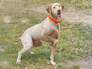 best birddog breeds