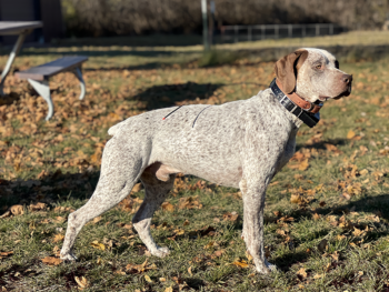 best gundogs breeds for sale