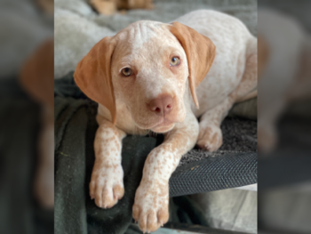 best hunting dog breeds
