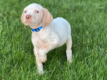 bird dog breeders