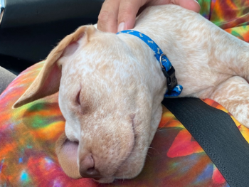 bird dog puppies for sale