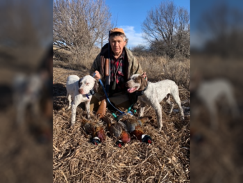 bird dogs for sale near me