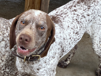 braque du bourbonnais gundog breeder PennHip