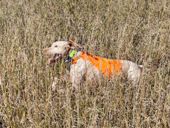 braque du bourbonnais gundog breeders