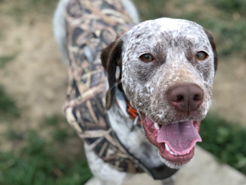 braque du bourbonnais gundog breeders