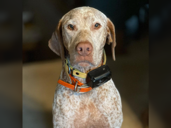 braque du bourbonnais pointer breeders