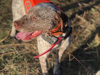 braque du bourbonnais pointer puppies