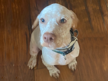 fawn french pointer puppy