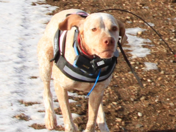 fawn pointer dog