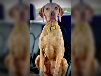 fawn ticked akc braque de bourbonnais puppies