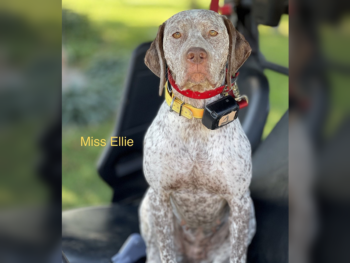fawn ticked pointer for sale