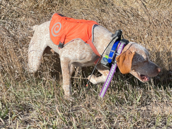 field bred pointers for sale