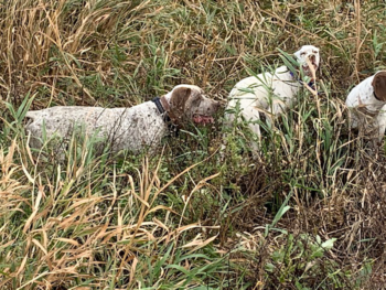 flushing bird dogs for sale