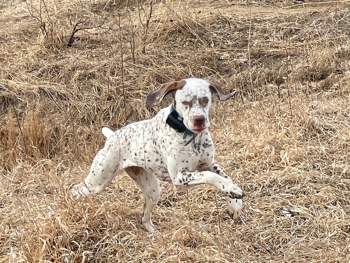 for sale Bourbonnais Pointer