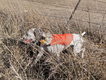 for sale Bourbonnais Pointer