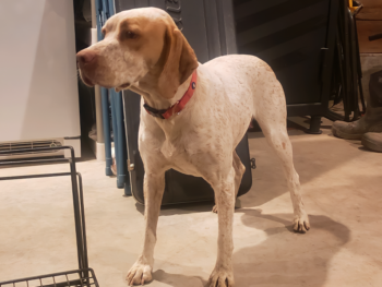 for sale Braque du Bourbonnais pointers puppies
