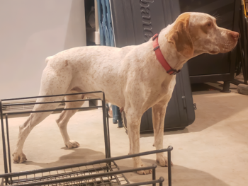 for sale French Pointer gundog puppies