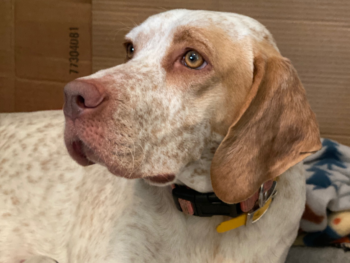 for sale French Pointer gundogs