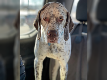 for sale French Pointing Dog