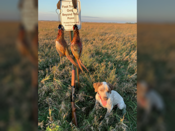 for sale pointers Bourbonnais Pointer