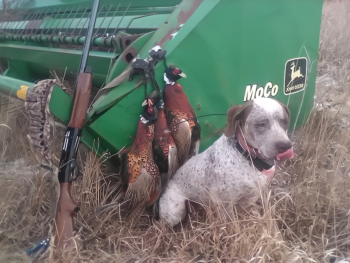 for sale puppies Bourbonnais Pointer