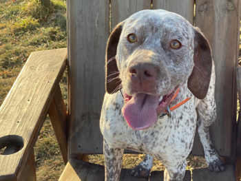 french pointer breeders near me