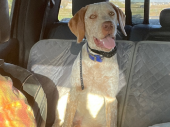 french pointer breeders near me