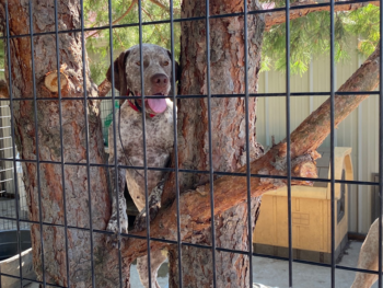 french pointer gun dog puppies