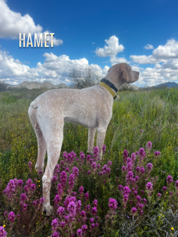 french pointer gundogs for sale colorado bird dog breeders
