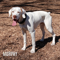 french pointer gundogs for sale south dakota bird dog breeders