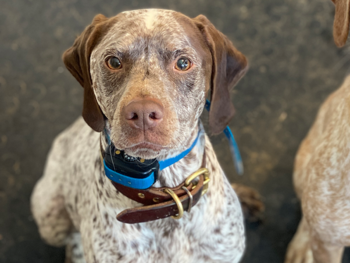 french pointer puppies for sale brauque du bourbonnais