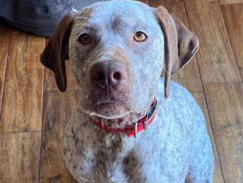 french pointer puppies near me