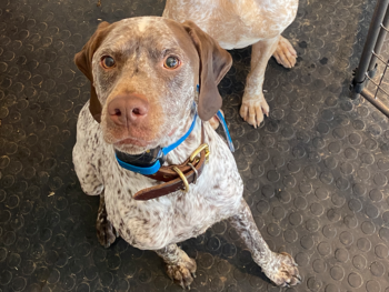 french pointer studs